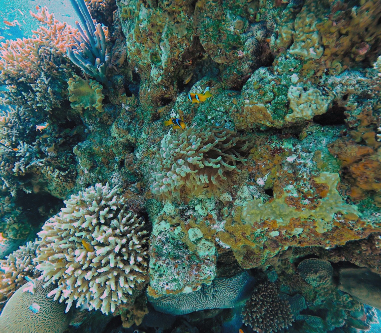 DiveLens result: Two anemonefish beside their anemone at Paradise