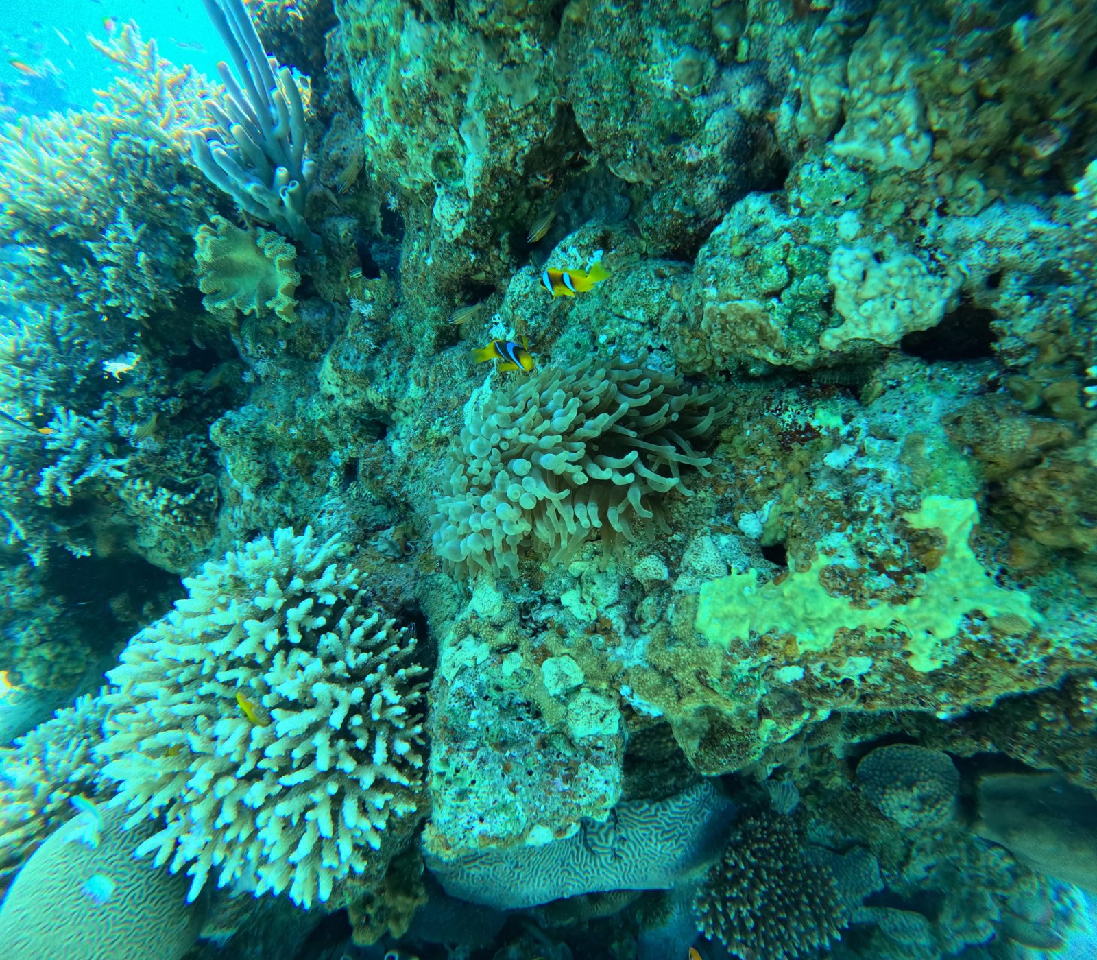 Original: Two anemonefish beside their anemone at Paradise