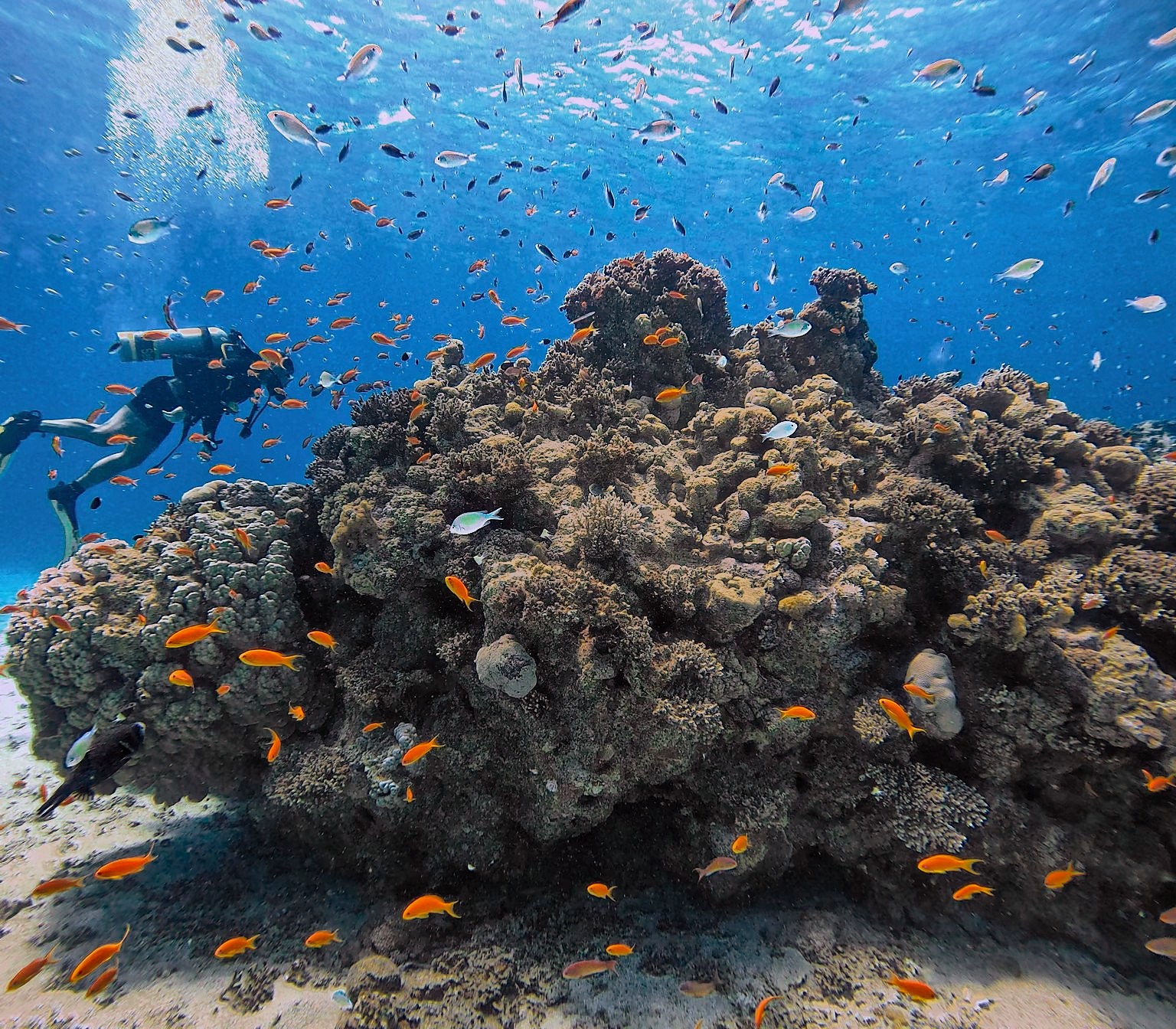 DiveLens result: Orange fish and a diver around a coral mound at Katzaa