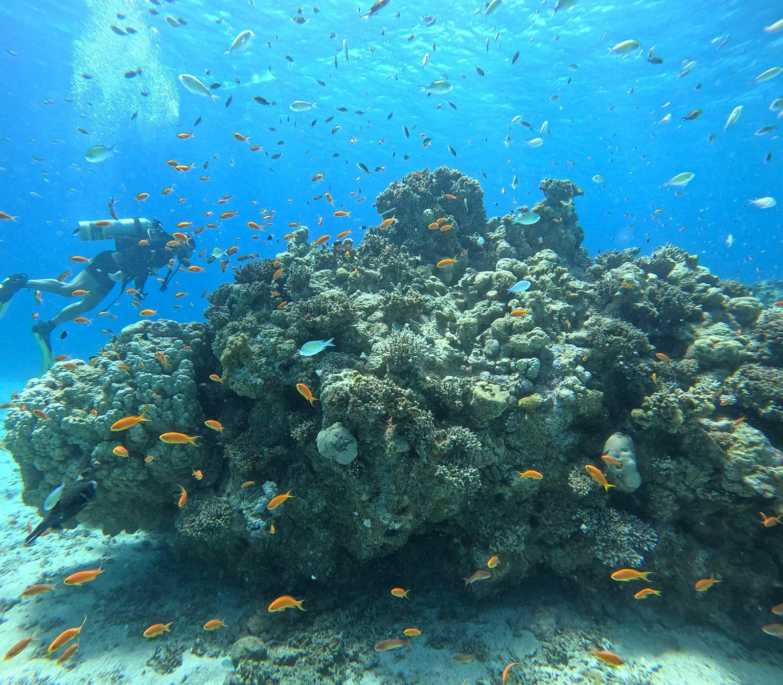 Original: Orange fish and a diver around a coral mound at Katzaa