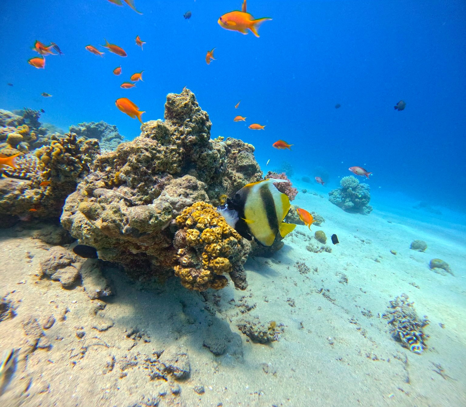 DiveLens result: A banded reef fish at Paradise