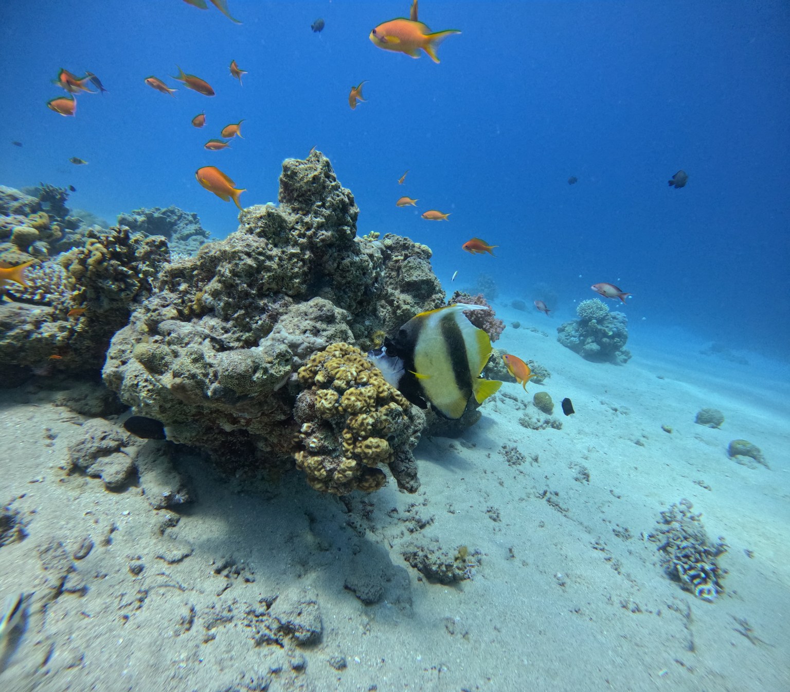Original: A banded reef fish at Paradise
