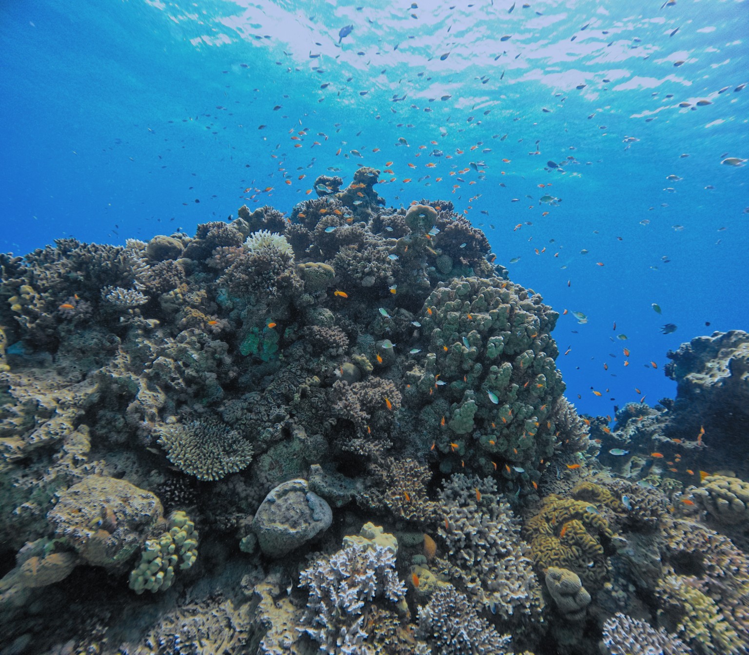 The same Paradise reef photo after automatic DiveLens enhancement