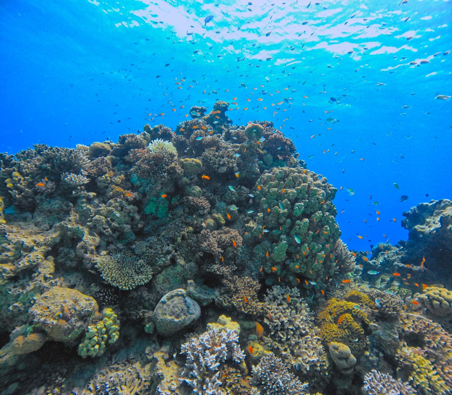 The same Paradise reef photo with the diver’s saved brightness, warmth and color adjustments