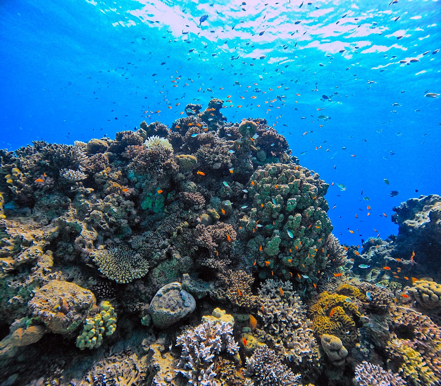 DiveLens result: Sunlit reef and orange fish at Paradise