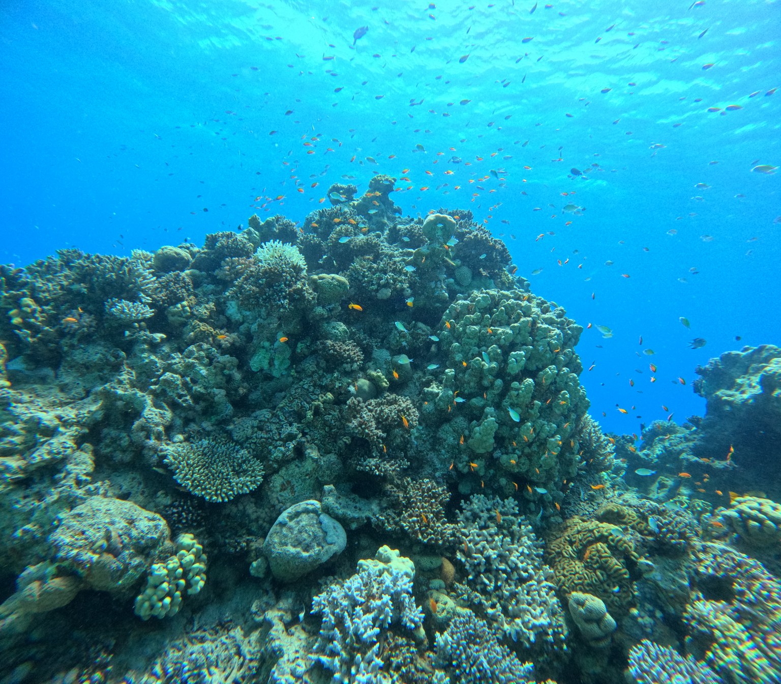 Original: Sunlit reef and orange fish at Paradise