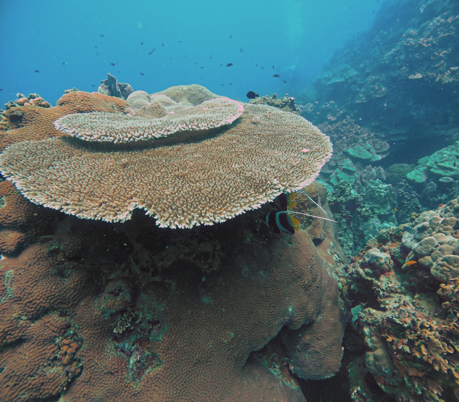 DiveLens result: Layered table coral with a fish sheltering underneath at Koh Tao