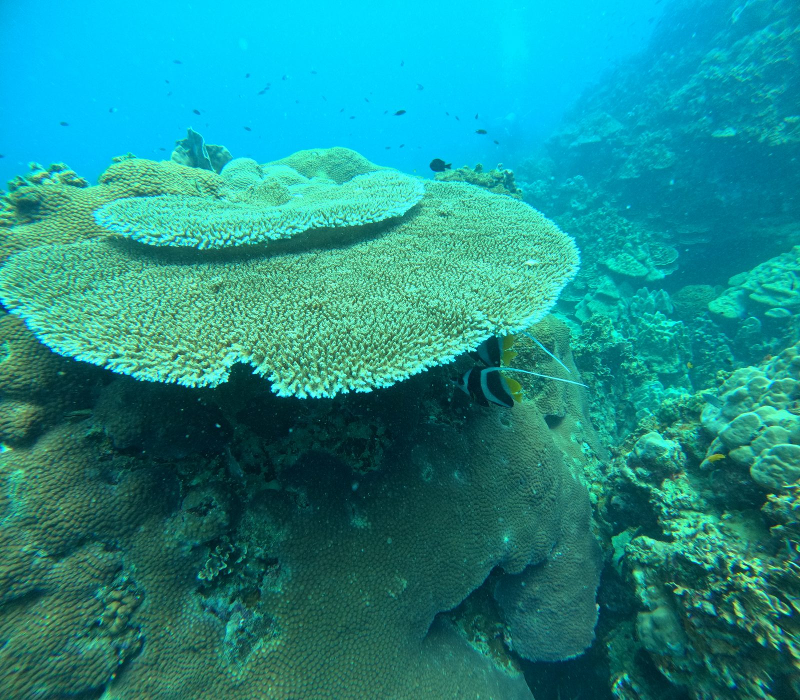 Original: Layered table coral with a fish sheltering underneath at Koh Tao
